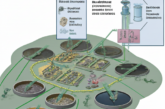 Biomethane Production Through Performance Enhancement of Anaerobic Digestion and Sludge Dewatering Processes in a Wastewater Treatment Plant