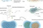 Structural Analysis and Processing Characterization of Chitins Extracted from Different Sources.