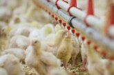 Water as Source of Salmonella Species Contamination in Jordanian Broiler Farms