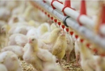 Water as Source of Salmonella Species Contamination in Jordanian Broiler Farms