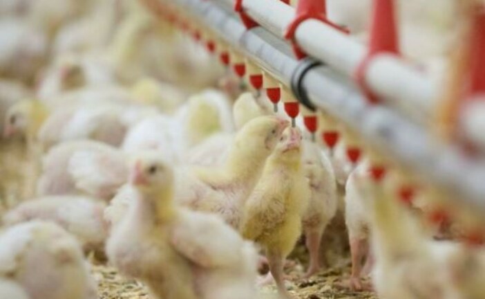 Water as Source of Salmonella Species Contamination in Jordanian Broiler Farms