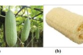 Comparing the Effect of Mercerisation, Acetylation and Oxidation on the Tensile Properties of Luffa Cylindrica Fibers