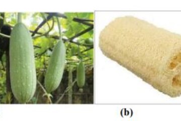 Comparing the Effect of Mercerisation, Acetylation and Oxidation on the Tensile Properties of Luffa Cylindrica Fibers